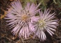 Biodiversidad: pequeña muestra de flores de La Gomera